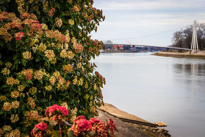 View of flowering plants by river