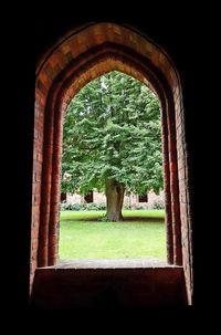 Trees seen through window