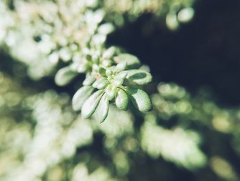 Close-up of flower growing on tree