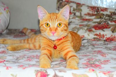 Portrait of ginger cat on bed at home