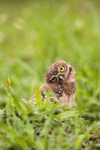 Funny burrowing owl athene cunicularia tilts its head outside its burrow on marco island, florida