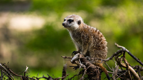 Meerkat sitting on branch
