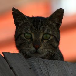 Close-up portrait of cat against orange wall