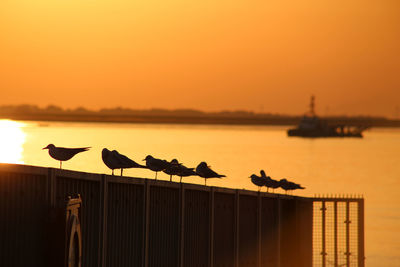 Silhouette birds perching on orange against sky during sunset