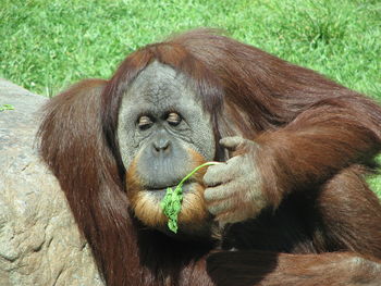 Orangutan on field in zoo