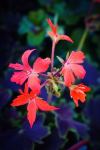 Close-up of red flowering plant