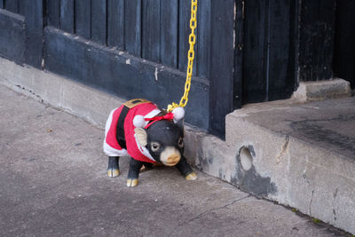 Dog on street