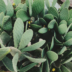 Full frame shot of succulent plant