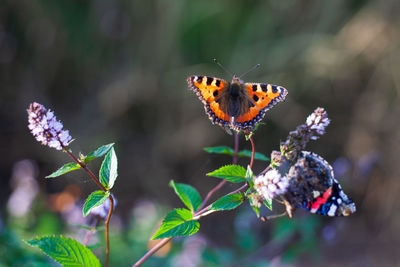 Close-up of butterfly pollinating on flower