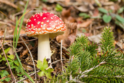 Close-up of fly agaric mushroom on field