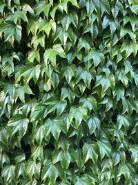 Full frame shot of ivy growing on field