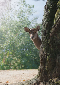 Portrait of a deer on tree trunk