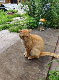 Portrait of cat sitting on plant in yard