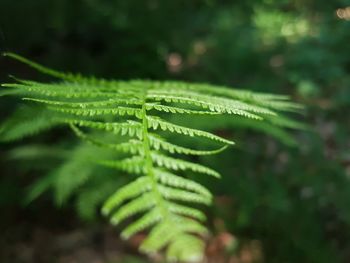 Close-up of wet plant leaves