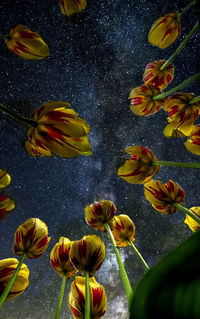 High angle view of yellow flowering plants