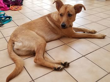 Portrait of dog lying on floor at home