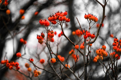 Close-up of orange berries on tree