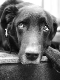 Close-up portrait of dog