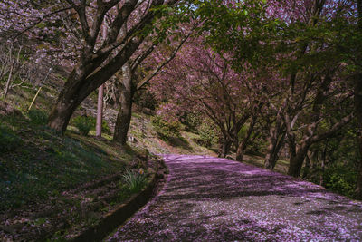 Trees in forest