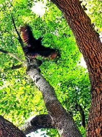 Low angle view of birds on tree trunk