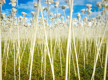 Close-up of plants growing on field