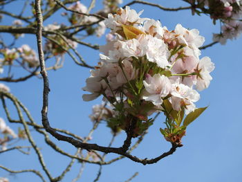 Low angle view of cherry blossoms against clear sky