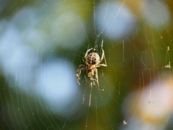 Close-up of spider on web