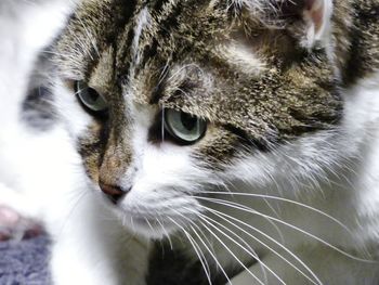 Close-up portrait of cat