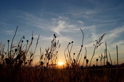 Scenic view of field against sky at sunset