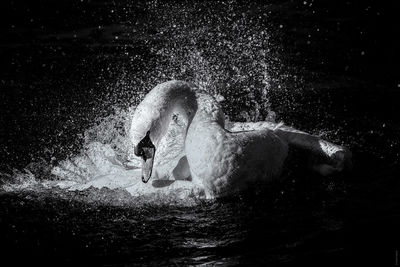 View of swan swimming in water