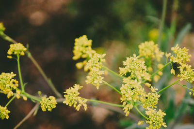 Close-up of flowering plant on field