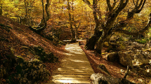 Footbridge amidst trees in forest