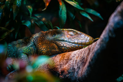 Close-up of lizard on rock.