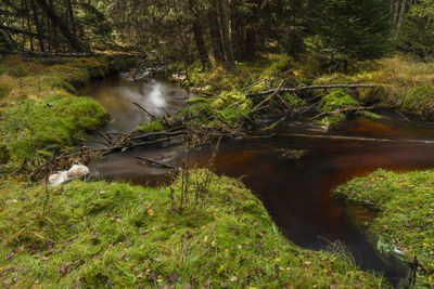 Scenic view of waterfall in forest