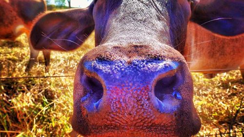 Close-up portrait of horse on field