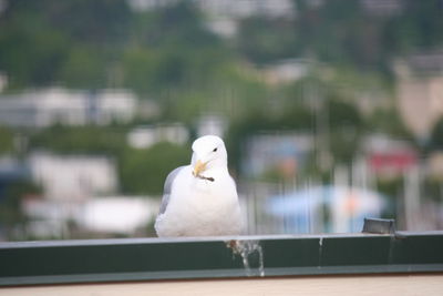 Seagull sitting by window