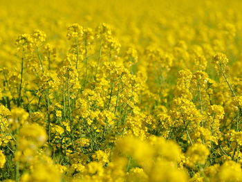 Yellow flowering plants on field