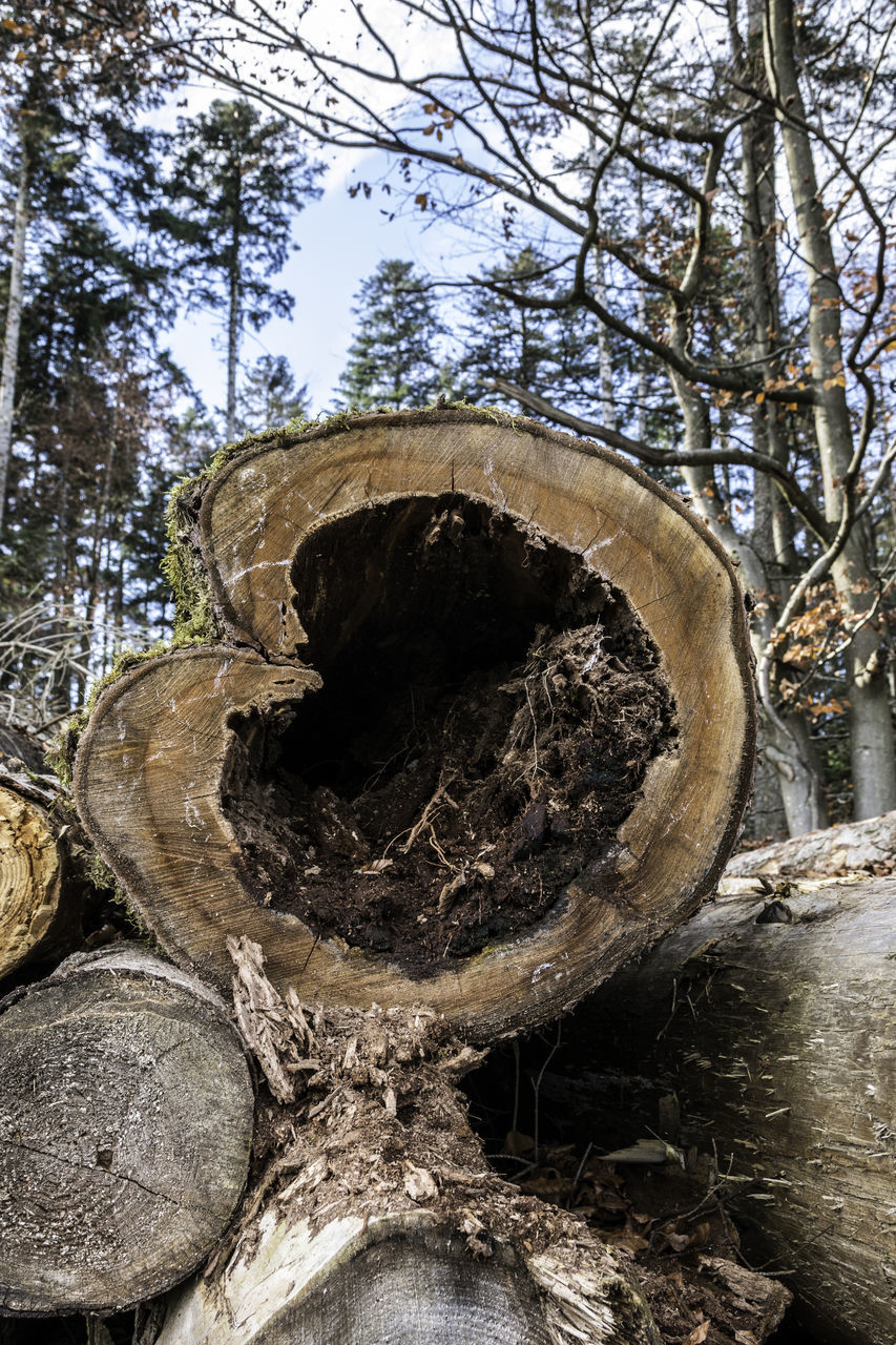 LOW ANGLE VIEW OF TREE TRUNK