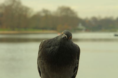 Close-up of bird perching against sky