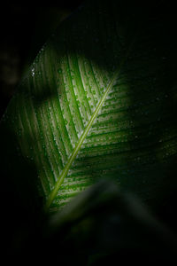 Close-up of wet plant leaves during rainy season