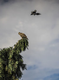 Two birds fighting over a tree