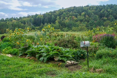 Scenic view of farm against sky