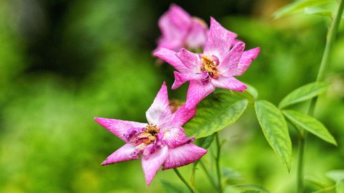 Close-up of pink flower blooming outdoors