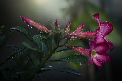 Close-up of raindrops on pink flower