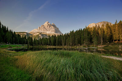 Panoramic shot of trees on land against sky