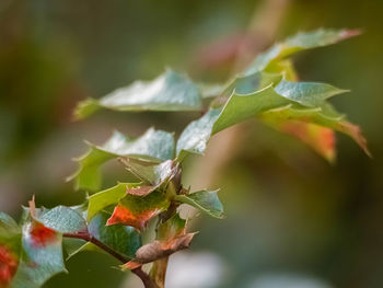 Close-up of green leaves on plant