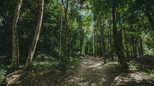 Road amidst trees in forest