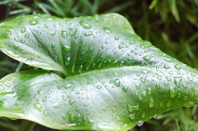 Close-up of raindrops on leaf