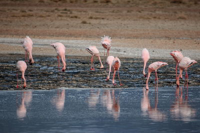 Flock of birds in lake