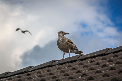 Low angle view of seagull on roof against sky